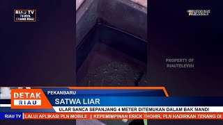 ULAR SANCA SEPANJANG 4 METER DITEMUKAN DALAM BAK MANDI [upl. by Gaillard]