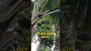 Pisang jumbo review shortsviral pisang [upl. by Atterrol859]