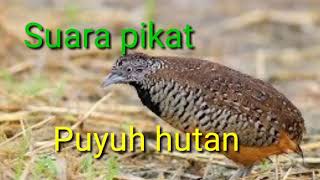 Suara pikat puyuh hutan [upl. by Olethea]