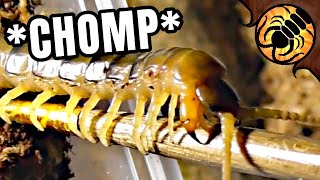 Centipede tries to EAT my paintbrush [upl. by Yeltneb971]