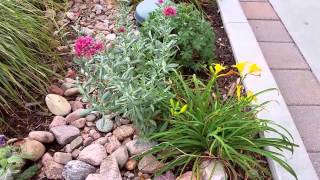 Three Flowers to Plant With Karl Foerster Feather Reed Grass [upl. by Anerrol]