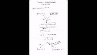 Formation and utilization of ketone bodies ketogenesis ketolysis biochemistry bpharmacy mbbs [upl. by Ada646]