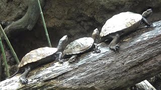 並んで日向ぼっこするイシガメさんたち Cute Japanese pond turtles basking time【Cute animal videos】【井の頭公園自然文化園】 [upl. by Llennaj]