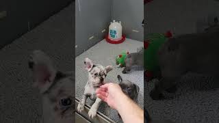 AKC French Bulldog Puppys 7 weeks [upl. by Reprah785]