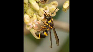 Identifying the First Known Photos of Living Insect Species on iNaturalist [upl. by Ocsicnarf472]