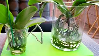 Things to know before you try the water culture growing method with orchids [upl. by Ahsataj]