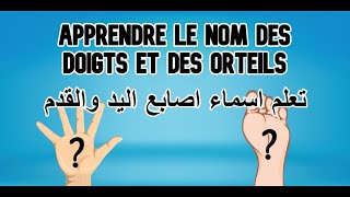 تعلم اسماء الأصابع باللغة العربية و اللغة الفرنسية Le Nom Des Doigts [upl. by Rehpitsirhc]