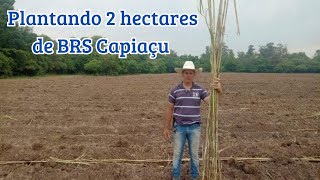 Plantando 2 hectares de BRS Capiaçu [upl. by Balbur141]