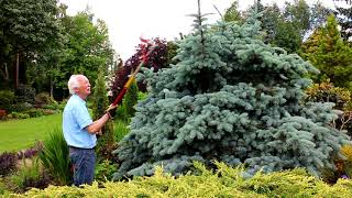 Pruning Conifers with Adrian Bloom [upl. by Aretak]