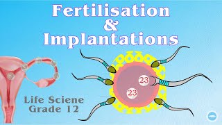 Fertilisation and Implantation  Life science grade 12 [upl. by Lika]