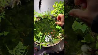 REFERENSI KOLAM IKAN DARI POT BUNGA [upl. by Nylisoj]