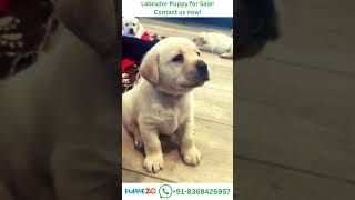 Labrador Dog Price Adorable Labrador Puppy Moments That Melt Your Heart 🐾Whatsapp 91836 8426957 [upl. by Ynohtn]