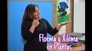 Laboratorio para niños Xilema y Floema en Plantas [upl. by Rizzi]