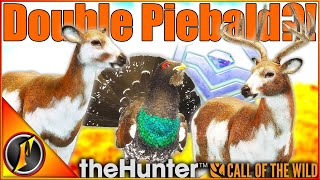 ANOTHER Double Piebald Hunt  HUGE Diamond Capercaillie  Call of the Wild [upl. by Juetta93]