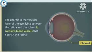 TOPIC HUMAN EYE ANATOMY  BIOLOGY  10th video viralvideo [upl. by Nnasor]