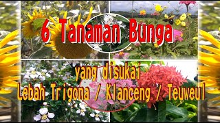 Tanaman Bunga Yang Disukai Lebah Trigona  Klanceng  Teuweul [upl. by Obadias614]