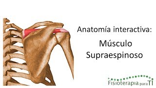 Músculo Supraespinoso Anatomía interactiva Tema 1  Fisioterapia para TI [upl. by Dunn]