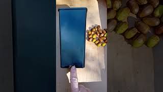 Sowing Acorns from Eoin Reardon deep pots for their tap roots [upl. by Eniger]