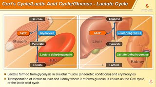 The Cori cycle metabolism Animation Lactic acid cycle [upl. by Alisha]