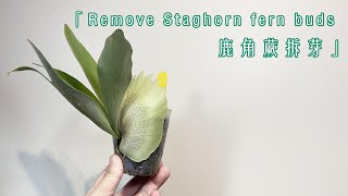 鹿角蕨拆芽方法過程 Remove Staghorn fern buds [upl. by Melita847]