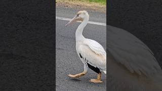 Pelican Walking Down The Street pelican pelicans seabird seabirds oregonbirds wildlife bird [upl. by Renaldo959]