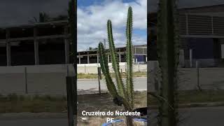 Cruzeiro do Nordeste PE 286 KM de Recife [upl. by Enisaj]