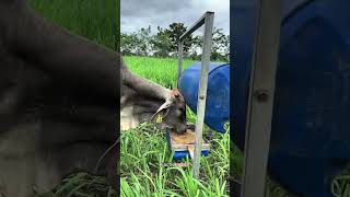 Unique Cow Feeder shortsvideo [upl. by Truc895]