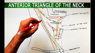 The Anterior Triangle of the Neck  Boundaries ❌ Subdivisions  Anatomy Tutorial [upl. by Yebot]