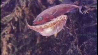 Behavior of the Stickleback [upl. by Reffinej]