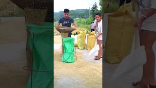 The method of quickly loading grain into a bag in action [upl. by Quita]