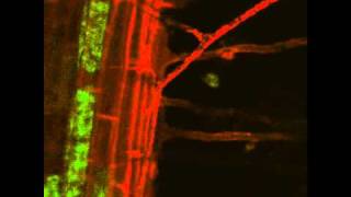 Arbuscular Mycorrhizal Symbiosis Live Imaging [upl. by Sumedocin654]