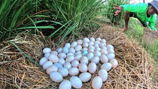 OMG farmers pick a lot of duck eggs under grass in field near village [upl. by Atcele701]