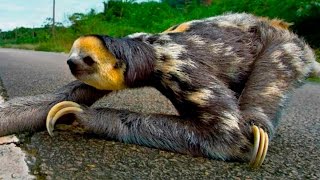 Ленивец переходит дорогу  Three toed sloth crosses the road [upl. by Yaresed]