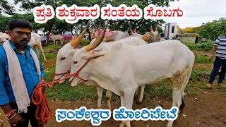 The thriving bullock market of Sankeshwar  A weekly trading ritual [upl. by Barbuto]