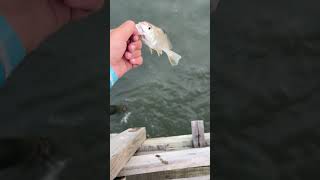 Croaker￼ release off the peer fishingvideo fishing saltwaterfish ￼ [upl. by Sirtimid]