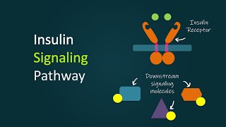 Insulin signaling  Glucose Metabolism  Basic Science Series [upl. by Nnaeirual]