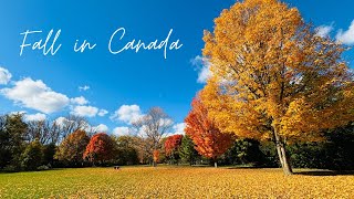 My First Fall in Canada A Colorful Park Walk 🍂 canadavlogs fallseason autumncolors [upl. by Brost234]