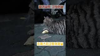 감기걸린고등어 shorts 고등어 cat cold [upl. by Atnad]