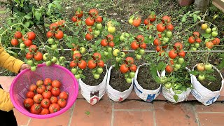 Use sacks to grow Tomatoes at home easy and inexpensive [upl. by Wolcott]