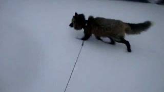 Pet fox sees snow for the first time [upl. by Erait]