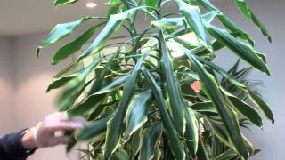 How to prune a dracaena by Nature at Work [upl. by Nnyltiak462]