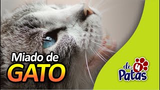 SOM de MIADO DE GATO 7 diferentes tipos de miado de gatinho [upl. by Hallsy]