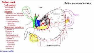 Anatomy of celiac trunk [upl. by Naivart]