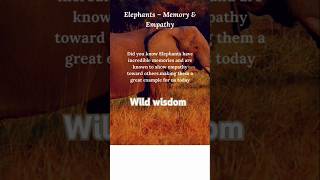 The Elephants Memory animalshorts wildwisdom animalkingdom wildlessons [upl. by Barolet942]