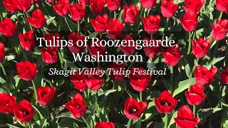 Skagit Valley Tulip Festival Roozengaarde Washington [upl. by Pasadis603]