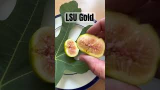 LSU Gold Fig guaranteed great fig for humid climates A delicious sweet honey fig figtree fruit [upl. by Cardinal]