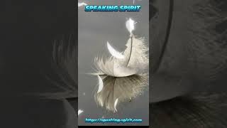 White feather feather whitefeather speakingspirit jilladele speakingspirit [upl. by Karee]