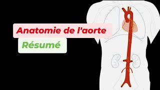 ANATOMIE DE LAORTE  Résumé [upl. by Ecyak]