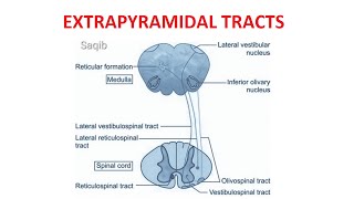 Extrapyramidal Tracts [upl. by Blalock]