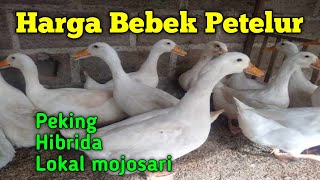 Harga bebek Petelur Hari ini [upl. by Sarah]